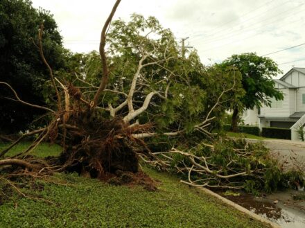 Tree Roots